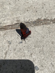 Metardaris cosinga cosinga