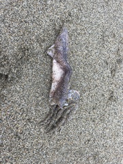 Doryteuthis opalescens