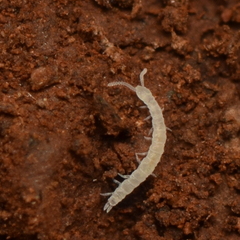 Scolopendrellidae