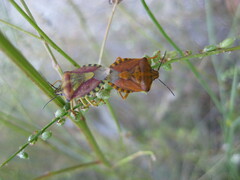 Carpocoris pudicus