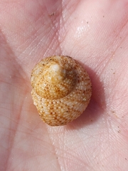 Maurea punctulata