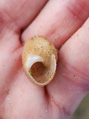 Maurea punctulata