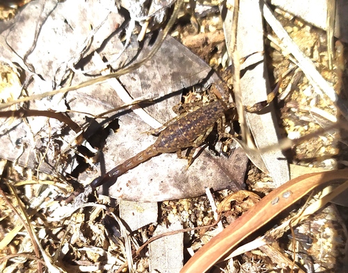 Little Marbled Scorpion photo 2