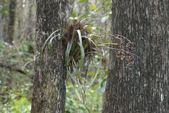 Tillandsia