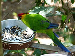 Eunymphicus cornutus