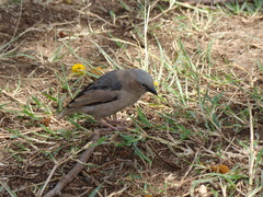 Pseudonigrita arnaudi