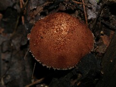 Verrucosporaceae