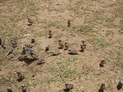 Pseudonigrita arnaudi