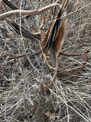 Proboscidea parviflora