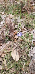 Thelymitra arenaria