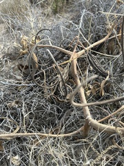 Proboscidea parviflora