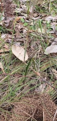 Thelymitra arenaria