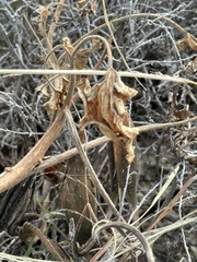 Proboscidea parviflora