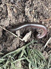 Parajulidae