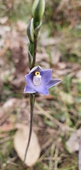 Thelymitra arenaria