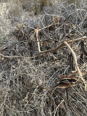 Proboscidea parviflora