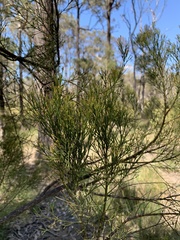 Exocarpos cupressiformis