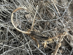 Proboscidea parviflora