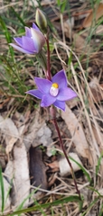 Thelymitra arenaria