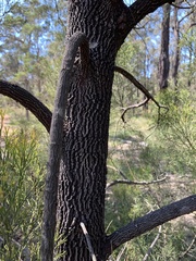 Exocarpos cupressiformis