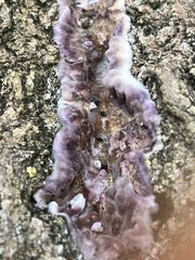 Punctularia atropurpurascens