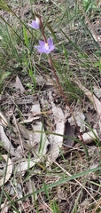 Thelymitra arenaria