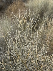 Psorothamnus scoparius