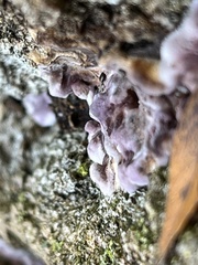 Punctularia atropurpurascens