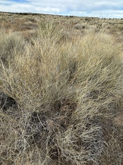 Psorothamnus scoparius