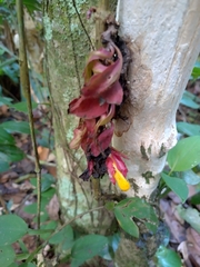 Drymonia coccinea