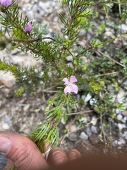 Boronia subulifolia