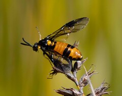 Lophyrotoma interrupta