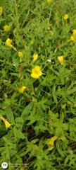 Gratiola aurea