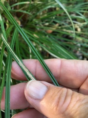 Carex nudata
