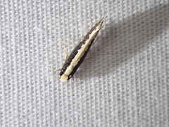 Monopis crocicapitella