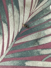 Vespula pensylvanica