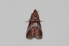 Acrobasis marmorea