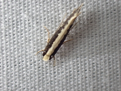 Monopis crocicapitella