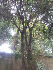 Podocarpus sprucei