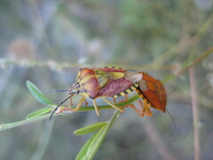 Carpocoris pudicus