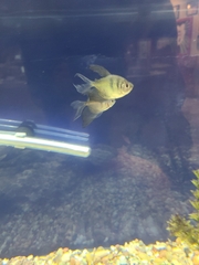 Gymnocorymbus ternetzi