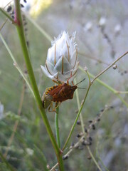 Carpocoris pudicus