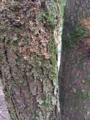 Podocarpus sprucei