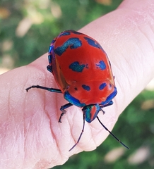 Tectocoris diophthalmus