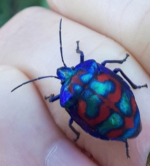 Tectocoris diophthalmus