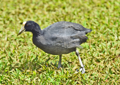 Fulica alai
