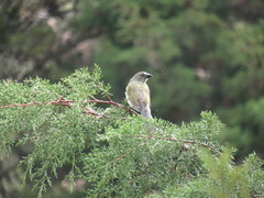 Saltator striatipectus