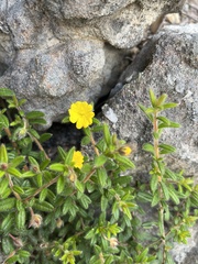 Hibbertia