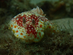 Goniobranchus