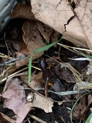 Ensatina eschscholtzii